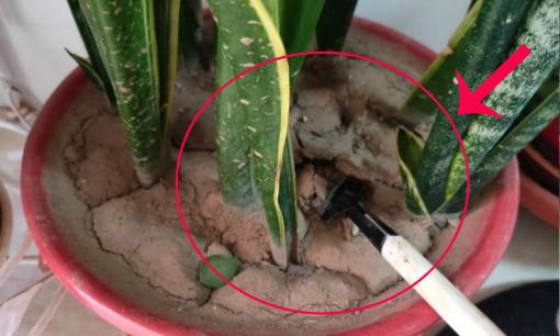 Đất trồng trong chậu cứng, 3 cách làm mềm và màu mỡ để hoa phát triển mạnh mẽ