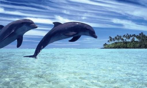 Cá mập bất khả chiến bại ở vùng biển, nhưng tại sao lại sợ cá heo, chuyện gì đang xảy ra vậy? 