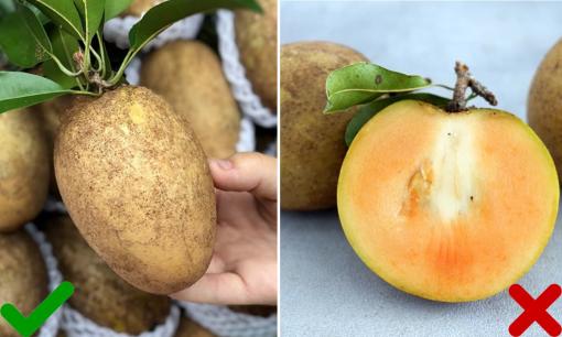 Hồng xiêm vào mùa, làm thế nào để nhận biết đâu là quả chín tự nhiên, không ngâm hóa chất?