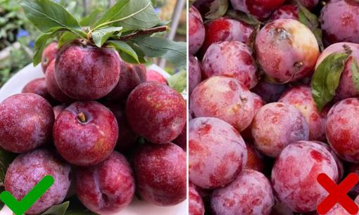 Mận đầu mùa: Mẹo chọn quả giòn ngọt, không quá chua và chát