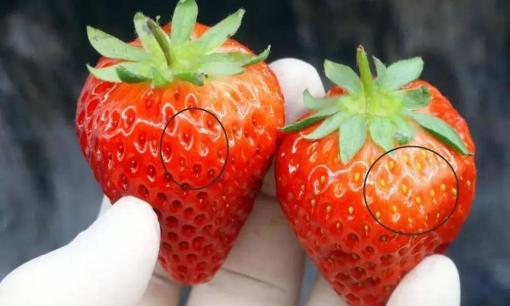 Dâu tây Trung Quốc gắn mác Mộc Châu, mẹo phân biệt để tránh tốn tiền mua nhầm 'hàng fake'