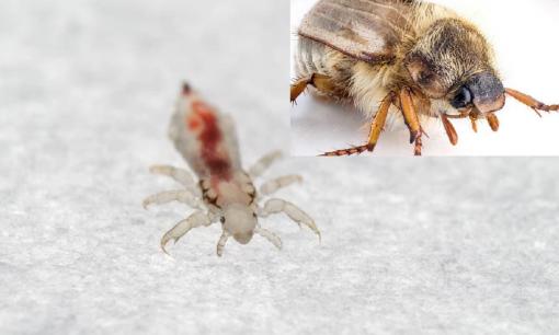 Vùng kín của người đàn ông bị ngứa và bác sĩ dùng nhíp gắp ra 16 con rận mu! Bác sĩ: rận mu có những đường lây này