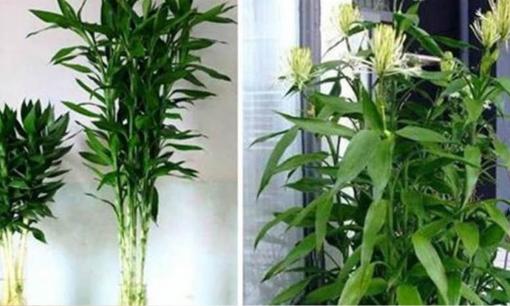 Cho một thìa bột này vào nước, lá cây phát lộc sẽ xanh tươi, trồng một năm không thấy lá vàng, thật là đẹp