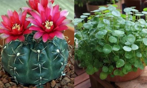 4 loài hoa được mệnh danh là 'trường sinh bất lão', thực ra rất dễ nuôi và dễ yêu, ai nuôi được đến chết mới là 'cao thủ'