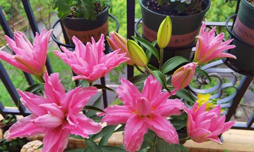 Đặt hoa này trong nhà, 'hoa nở nhân không vượng', mau dọn ra ngoài kẻo hại sức khỏe