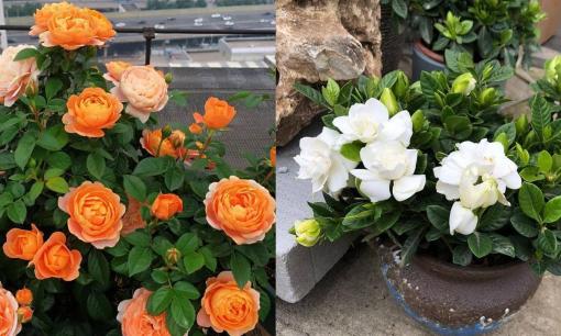 Lão nhân nói: 'Không tặng hoa cỏ kiêng kị này, kẻo thành kẻ thù'! Loại hoa nào không nên mang tặng? 