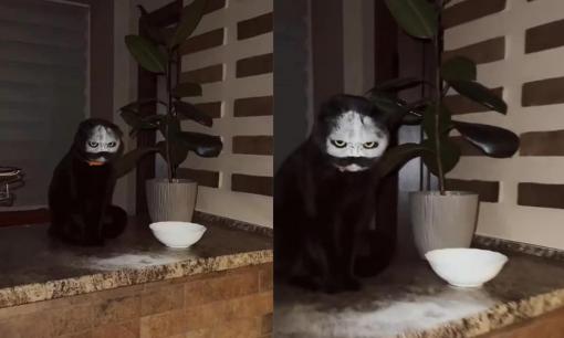 Nửa đêm, cô gái 'chết giả' khi nhìn thấy cảnh tượng này của thú cưng