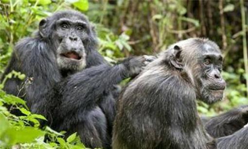  AIDS có nguồn gốc từ tinh tinh, vậy nó đã lây sang người như thế nào? Sự thật sẽ lật đổ trí tưởng tượng của bạn