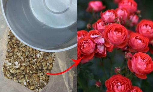 Vỏ của những loại hạt này là 'bảo bối', chỉ cần một chút đặt dưới đáy chậu cây, hoa sẽ nở suốt bốn mùa