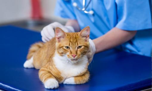 Làm thế nào những người mới nuôi mèo có thể tránh 10 lỗi chăm sóc thú cưng