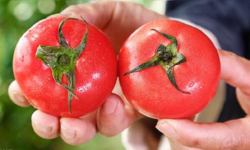 Khi mua cà chua nên chọn loại 'vỏ cứng' hay 'vỏ mềm'? Mùi vị rất khác nhau, tìm hiểu kỹ để không mua tùy tiện