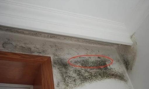 Nấm mốc mọc “điên cuồng” trên tường nhà? Hướng dẫn bạn 2 thủ thuật nhỏ, vết mốc sẽ tự động biến mất