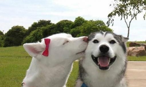 Bạn có biết có bao nhiêu cách phổ biến mà chó giao phối không?