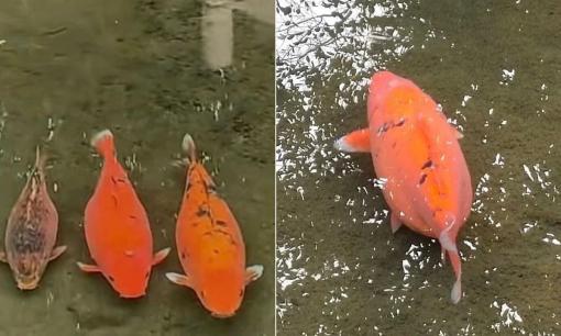 Đàn cá Koi mũm mĩm, cực yêu gây bão mạng, con nào con nấy ú nu như cá nóc