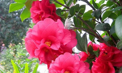 Được mệnh danh là 'vua của hoa trà', thơm hơn nước hoa, đẹp hơn mẫu đơn, ban công cũng có thể trở thành biển hoa