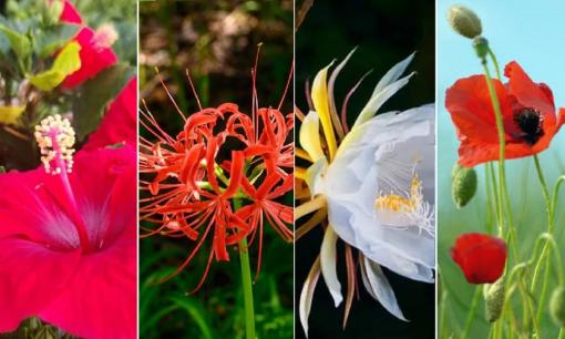 4 loại hoa tuy đẹp nhưng người xưa bảo để trong nhà là 'xui xẻo', nhà bạn đang có không?