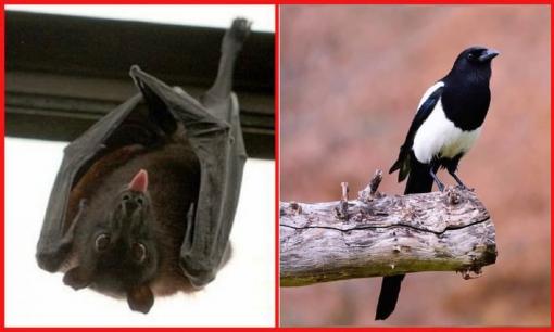 Cổ nhân nói: 'Nhà có 6 con vật này đến, gia chủ tài lộc dồi dào, con cháu đời đời phú quý', 6 con vật đó là gì?