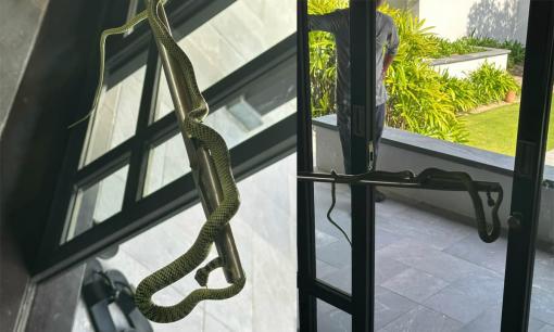 Thuê resort 60 triệu/đêm, khách vip hoảng hồn chứng kiến cảnh 'bé na' đu đưa ở cửa