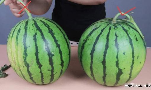 Chọn dưa hấu đực hay cái khi mua dưa hấu? Lão nông dạy bạn 4 mẹo nhỏ, hãy chọn cho mình một bí quyết