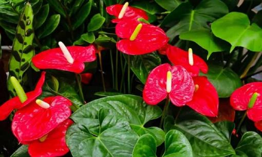 4 loại hoa có độc, không nên trồng bừa bãi nếu nhà có trẻ nhỏ