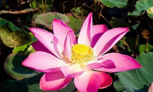 3 dấu hiệu này xuất hiện 'tưởng hoạ mà phúc', chính là quý nhân phù trợ, tuổi già gặp nhiều may mắn