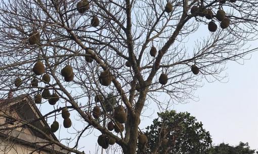 Hình ảnh cây mít lạ trĩu quả nhưng không một chiếc lá gây sốt, dân mạng cảnh báo nguy hiểm