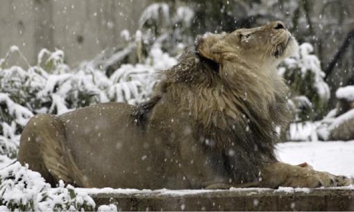 Thú chết trong vườn thú sẽ được xử lý thế nào?