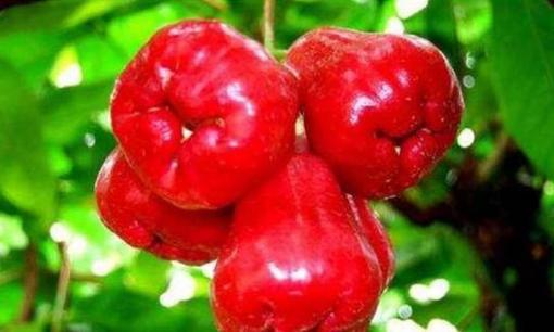 Nó có danh tiếng là 'quả hoàng đế', có thể bảo vệ dạ dày, trấn an tinh thần và làm dịu thần kinh, đồng thời có thể làm đẹp da