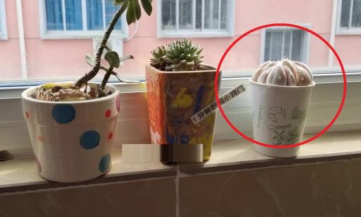 Bỏ một củ tỏi vào cốc giấy dùng một lần và đặt ngoài ban công! Hàng xóm nhìn thấy và làm theo, thật thiết thực