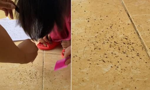 Ám ảnh trước cảnh tượng hàng trăm con chấy bò lổm ngổm, rơi xuống từ đầu bé gái, dân mạng nhìn mà 'chết khiếp'