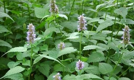 Một loại cỏ ở quê hương thơm hơn cả nước hoa, ngậm một lá có thể khử mùi hôi, thực sự là loại rau rừng tốt nhất