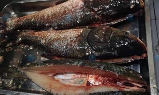 2 loại cá 'bẩn hơn rác', kim loại nặng vượt chuẩn và chứa ký sinh trùng, nhiều người vẫn ăn vì rẻ