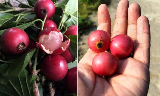 Loại trái cây nhìn giống quả trứng cá, có tác dụng thanh nhiệt cơ thể, gắn liền với tuổi thơ của nhiều người