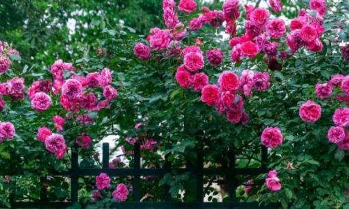 Đừng trồng 3 loại hoa này nữa! Hoa 'thịnh' mà người 'không hưng', nhiều người trồng vẫn không biết