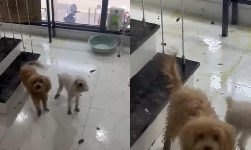 Mở salon tóc được vài hôm, cô gái 'chạy mất dép' vì chủ nhà 'chơi khăm', cho chó phóng uế và sủa inh ỏi suốt ngày