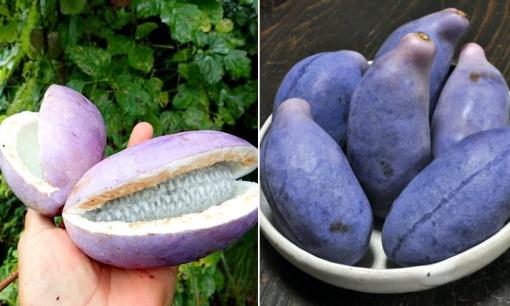 Loại quả có vẻ ngoài giống khoai lang tím, ăn vào như chocolate, giá gần nửa triệu một quả