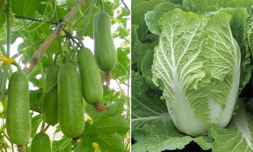 Trong những tháng 6,7,8 nên trồng loại rau củ gì để cho năng suất cao lại không sợ độc hại?