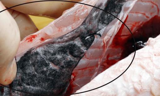 Khi làm cá không bỏ đường tanh, 4 chỗ còn lại là nguồn tạo ra mùi tanh, nhớ loại bỏ để không tanh