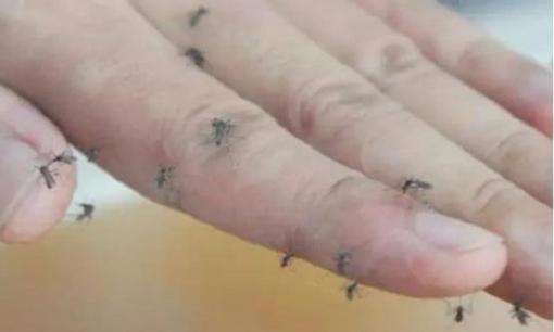 Sau khi bắt đầu mùa hè, có quá nhiều muỗi trong nhà? Hướng dẫn bạn 3 'phương pháp tự nhiên' để đuổi muỗi hoàn toàn!