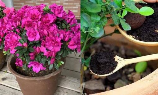 Ghi nhớ 3 'công thức bón phân' để hoa phát triển, ra hoa không ngừng, dáng đẹp, thời gian ra hoa kéo dài