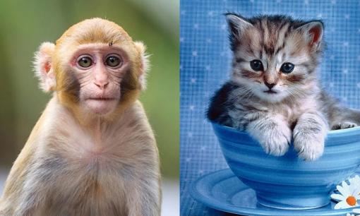 Tử vi 12 con giáp chủ nhật ngày 21/5/2023: Tuổi Thân tài lộc tăng cao, Mão đề phòng hung hiểm