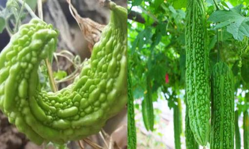 Mua mướp đắng nên chọn 'thẳng' hay 'cong'? Một lão nông trồng rau tiết lộ: Có sự khác biệt lớn, cẩn thận kẻo mua nhầm
