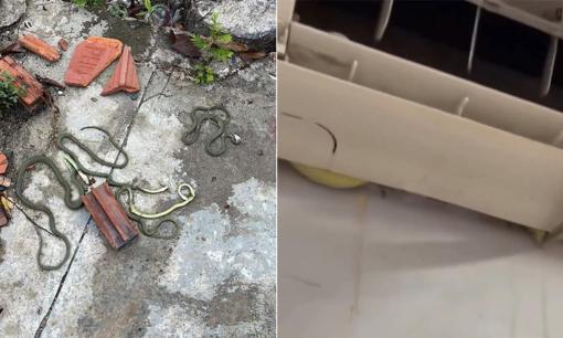 Điều hòa bật mãi không mát còn gây nên tiếng động lạ, hóa ra 'cả họ' nhà rắn nằm bên trong