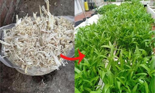 Bã mía, vỏ dứa rất nhiều trong mùa hè, nguồn phân bón hữu cơ giúp rau phát triển cực nhanh, năng suất cao