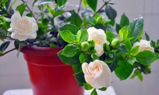 3 loại 'hoa thơm ngát', cắm một chậu ở nhà, căn phòng ngập tràn hương thơm