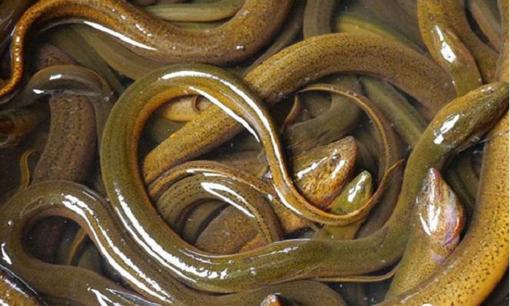 Cổ nhân nói: “Dù nghèo đến đâu cũng không nên ăn lươn trông trăng”. Lươn trông trăng là gì, tại sao không được ăn? Không mê tín nhưng có cơ sở