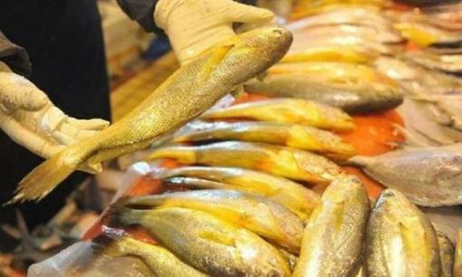 Không ngờ 3 loại cá trên thị trường này không thể nuôi nhân tạo? Người thông minh đổ xô đi mua