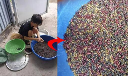 Con nghiện game, mẹ phạt bằng cách bắt nhặt đậu như cô Tấm, dân mạng lại chỉ cách siêu nhanh