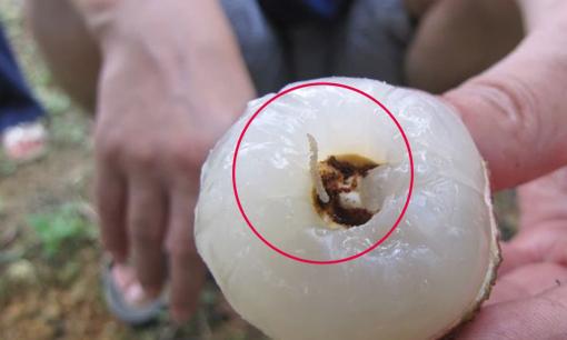 Quả vải có nhiều sâu nhất, làm sao để tránh ăn phải sâu bọ? Dạy bạn cách rửa sạch quả vải trước khi ăn