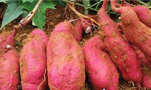 Đừng ăn loại khoai lang này, cẩn thận trúng độc đừng trách ta không nói cho ngươi biết